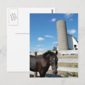 Carte Postale Cheval de ferme (Devant / Derrière)