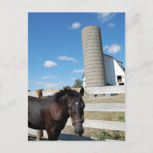 Carte Postale Cheval de ferme