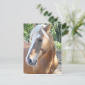 Carte Postale Cheval de Haflinger (Debout devant)
