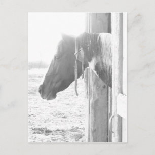 Carte Postale Cheval de la grange en noir et blanc