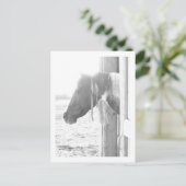 Carte Postale Cheval de la grange en noir et blanc (Debout devant)