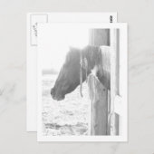 Carte Postale Cheval de la grange en noir et blanc (Devant / Derrière)