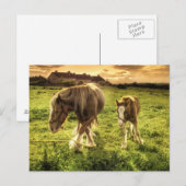 Carte Postale Cheval de la mère et du poulain (Devant / Derrière)