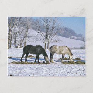 Carte Postale Cheval de l'Amish dans les pâturages d'hiver-Carte