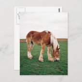 Carte Postale Cheval de l'Amish en campagne (Devant / Derrière)