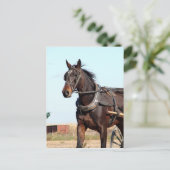 Carte Postale Cheval de l'Amish rural et buggy (Debout devant)
