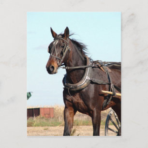 Carte Postale Cheval de l'Amish rural et buggy