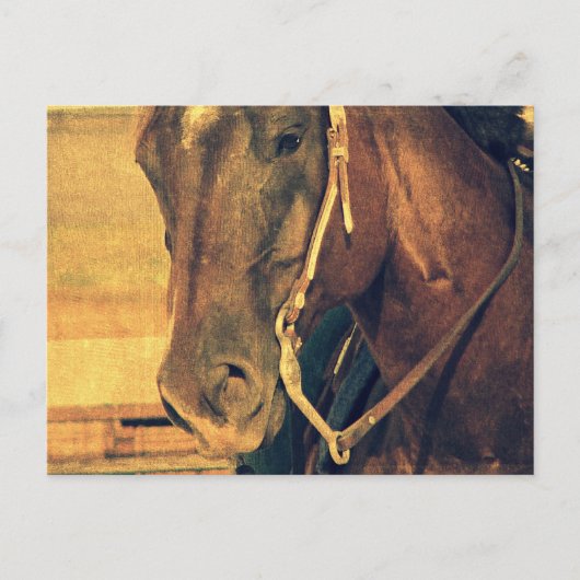 Carte Postale Cheval de l'Ouest (Devant)