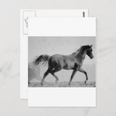 Carte Postale Cheval de marche noir et blanc (Devant / Derrière)