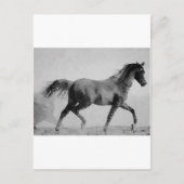 Carte Postale Cheval de marche noir et blanc (Devant)