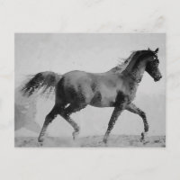 Cheval de marche noir et blanc