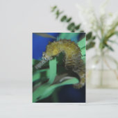 Carte Postale Cheval de mer (Debout devant)