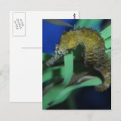 Carte Postale Cheval de mer (Devant / Derrière)