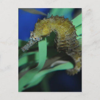 Carte Postale Cheval de mer