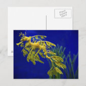 Carte Postale Cheval de mer (Devant / Derrière)