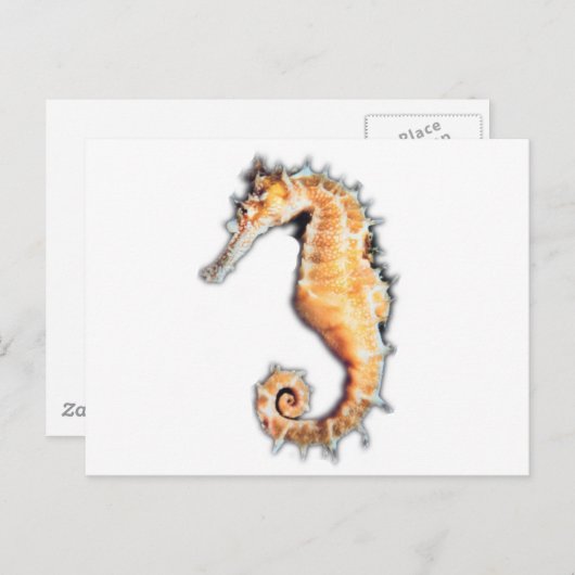 Carte Postale Cheval de mer (Devant / Derrière)