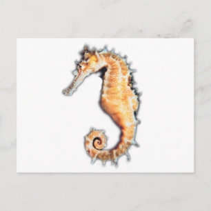 Carte Postale Cheval de mer
