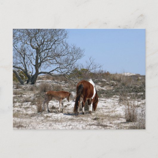 Carte Postale Cheval de mère et de bébé à Assateague (Devant)