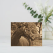 Carte Postale Cheval de mon coeur (Debout devant)