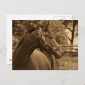 Carte Postale Cheval de mon coeur (Devant / Derrière)