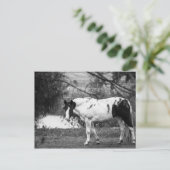 Carte Postale Cheval de peinture (Debout devant)