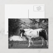Carte Postale Cheval de peinture (Devant / Derrière)