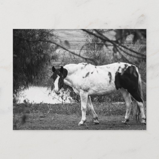 Carte Postale Cheval de peinture (Devant)