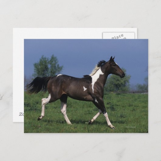 Carte Postale Cheval de peinture 2 (Devant / Derrière)
