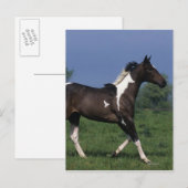 Carte Postale Cheval de peinture 2 (Devant / Derrière)