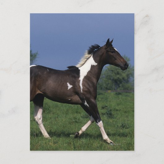 Carte Postale Cheval de peinture 2 (Devant)