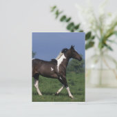 Carte Postale Cheval de peinture 2 (Debout devant)