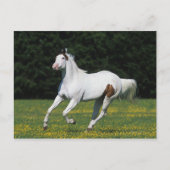 Carte Postale Cheval de peinture courant dans un champ herbeux (Devant)