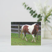 Carte Postale Cheval de peinture dans le pâturage (Debout devant)