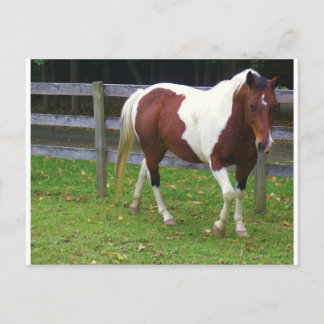 Carte Postale Cheval de peinture dans le pâturage