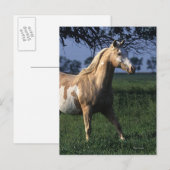 Carte Postale Cheval de peinture debout 2 (Devant / Derrière)