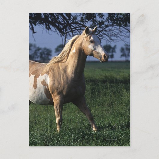 Carte Postale Cheval de peinture debout 2 (Devant)