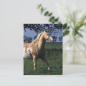 Carte Postale Cheval de peinture debout 2 (Debout devant)