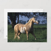 Carte Postale Cheval de peinture debout 2 (Devant / Derrière)