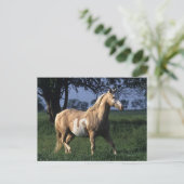 Carte Postale Cheval de peinture debout 2 (Debout devant)