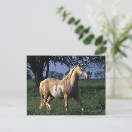 Carte Postale Cheval de peinture debout 2 (Debout devant)