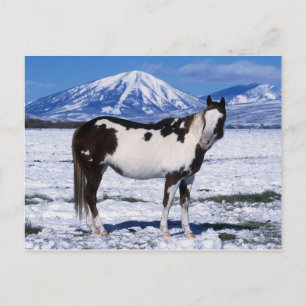 Carte Postale Cheval de peinture debout dans la neige