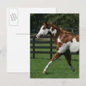 Carte Postale Cheval de peinture en marche 1 (Devant / Derrière)