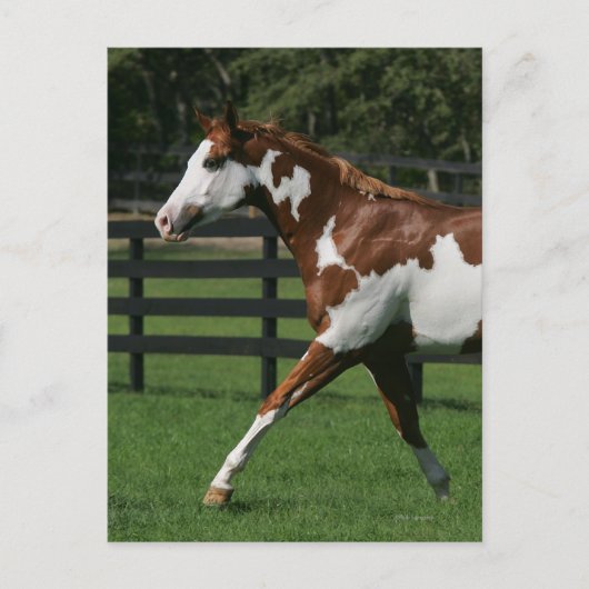 Carte Postale Cheval de peinture en marche 1 (Devant)