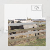 Carte Postale Cheval de peinture/Pinto (Devant / Derrière)
