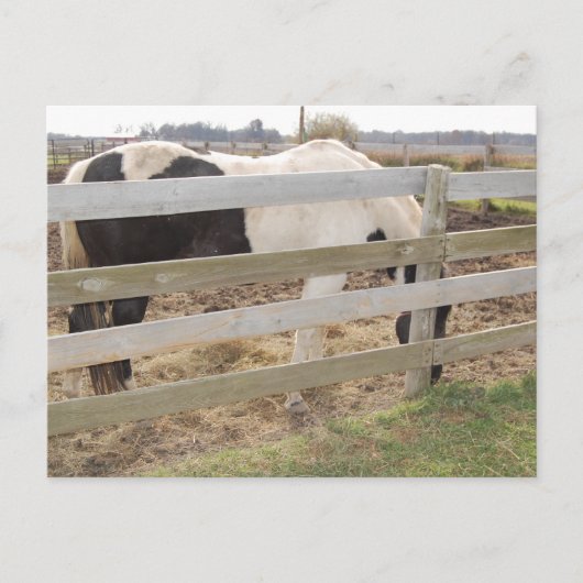 Carte Postale Cheval de peinture/Pinto (Devant)