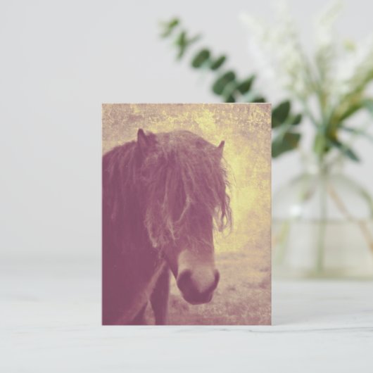 Carte Postale Cheval de plage (Debout devant)