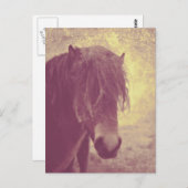 Carte Postale Cheval de plage (Devant / Derrière)