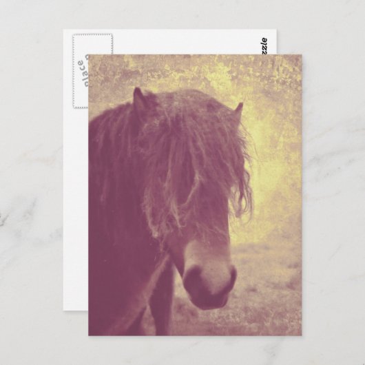 Carte Postale Cheval de plage (Devant / Derrière)