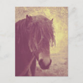 Carte Postale Cheval de plage (Devant)