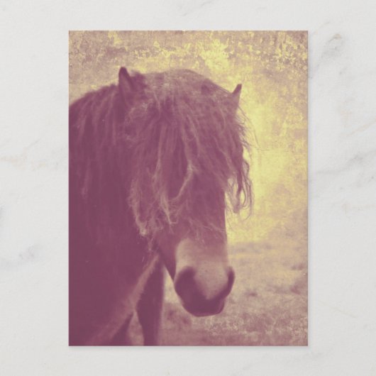 Carte Postale Cheval de plage (Devant)